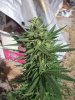 OUTDOOR SATIVA 004.jpg