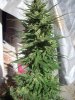 OUTDOOR SATIVA 005.jpg