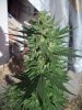 OUTDOOR SATIVA 006.jpg