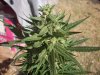 OUTDOOR SATIVA 007.jpg