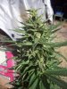 OUTDOOR SATIVA 008.jpg