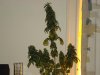 day 52 of flowering 002.jpg