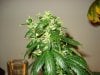 day 52 of flowering 006.jpg