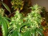 day 52 of flowering 010.jpg