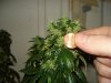 day 53 of flowering 003.jpg