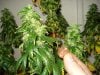 day 53 of flowering 005.jpg