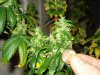 day 53 of flowering 004.jpg