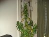 day 53 of flowering 013.jpg