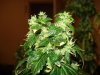 day 54 of flowering 001.jpg