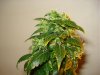 day 54 of flowering 002.jpg