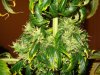 day 54 of flowering 004.jpg