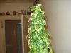 day 54 of flowering 003.jpg