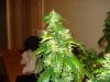 day 54 of flowering 006.jpg