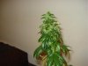 day 54 of flowering 007.jpg