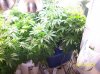 2009 Grow 001.jpg