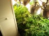 2009 Grow 003.jpg