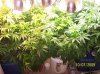 2009 Grow 002.jpg