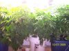 2009 Grow 005.jpg