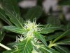 bigbudmike-albums-first-grow-picture85528-101-0687.jpg