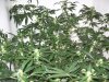 bigbudmike-albums-first-grow-picture85533-101-0693.jpg