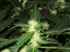 bigbudmike-albums-first-grow-picture85524-101-0683.jpg