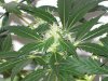 bigbudmike-albums-first-grow-picture85527-101-0686.jpg