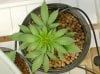 bourbonandsin-albums-first-time-picture83317-plant002-top-35-days.jpg