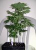 clone grown inside 16hrs light schedule @ 6 weeks.JPG