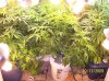 2009 Grow 002.jpg