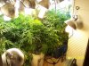 2009 Grow 003.jpg