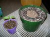 HoLE's NL times Skunk Garage Grow 027.jpg