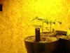 HoLE's NL times Skunk Garage Grow 032.jpg