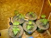 HoLE's NL times Skunk Garage Grow 033.jpg