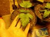 HoLE's NL times Skunk Garage Grow 035.jpg