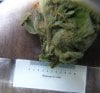 home harvested pinconning paralyser different bud.jpg