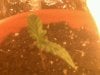 seedling sprout day 7_2.jpg