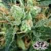 strawberry-haze-greenhouse.jpg