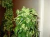 day 55 of flowering 003.jpg