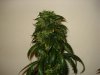 day 55 of flowering 004.jpg