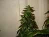 day 55 of flowering 005.jpg