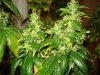 day 55 of flowering 017.jpg