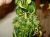 day 55 of flowering 015.jpg