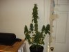 day 55 of flowering 008.jpg