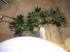 2009 Grow 002.jpg