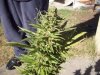 OUTDOOR SATIVA 009.jpg