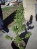 OUTDOOR SATIVA 013.jpg