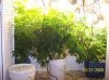 2009 Grow 001.jpg