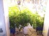 2009 Grow 004.jpg