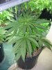 rydub-albums-wonder-woman-ppp-grow-picture88367-wonder-woman-4-weeks-old.jpg