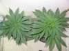 rydub-albums-wonder-woman-ppp-grow-picture88375-both-wonder-woman-top-veiw.jpg